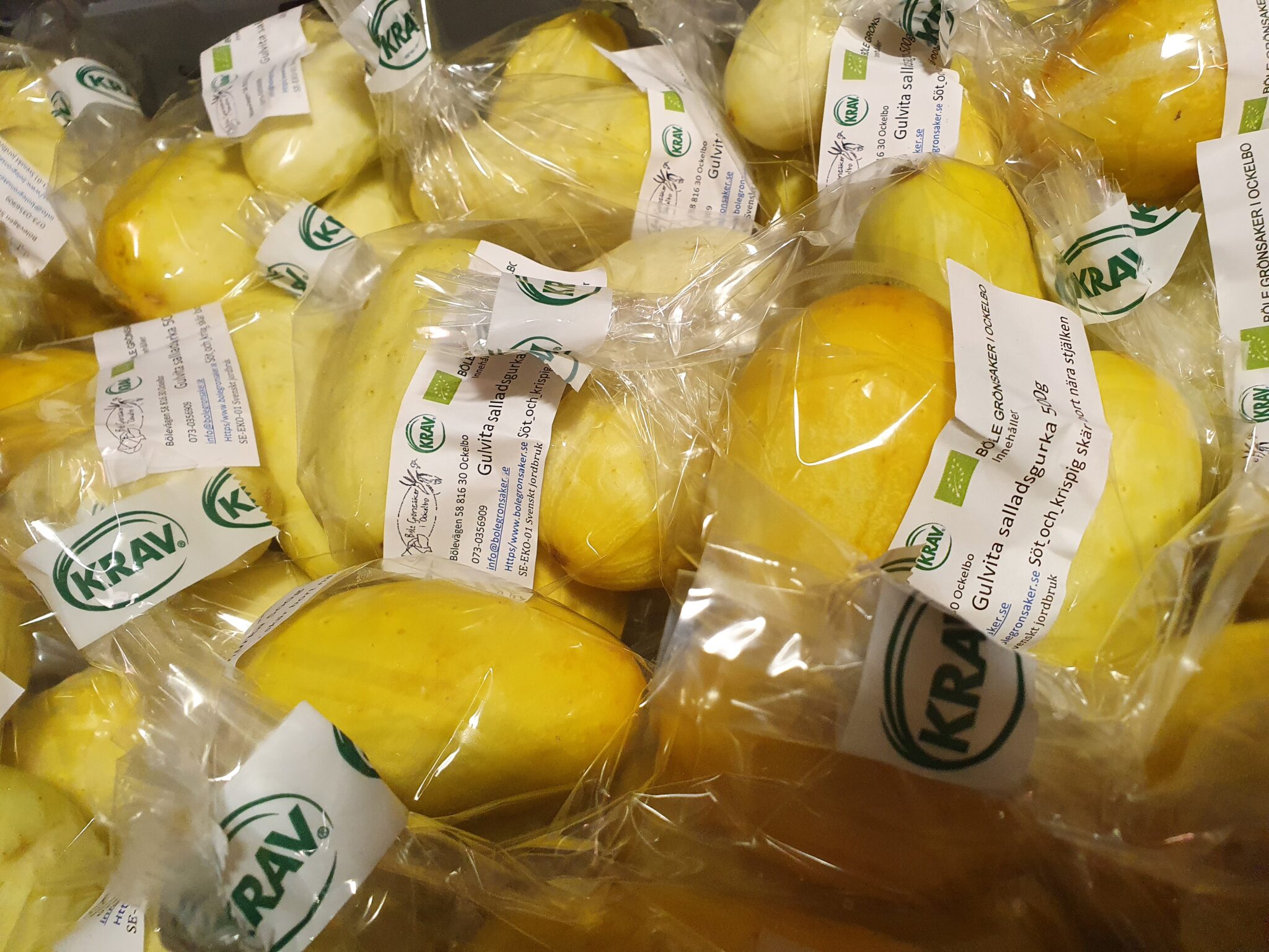 Gulvit salladsgurka, 25 st 500g påsar